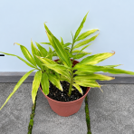Zázvor lekársky (Zingiber officinale) - výška 20-30 cm, kont. C2L